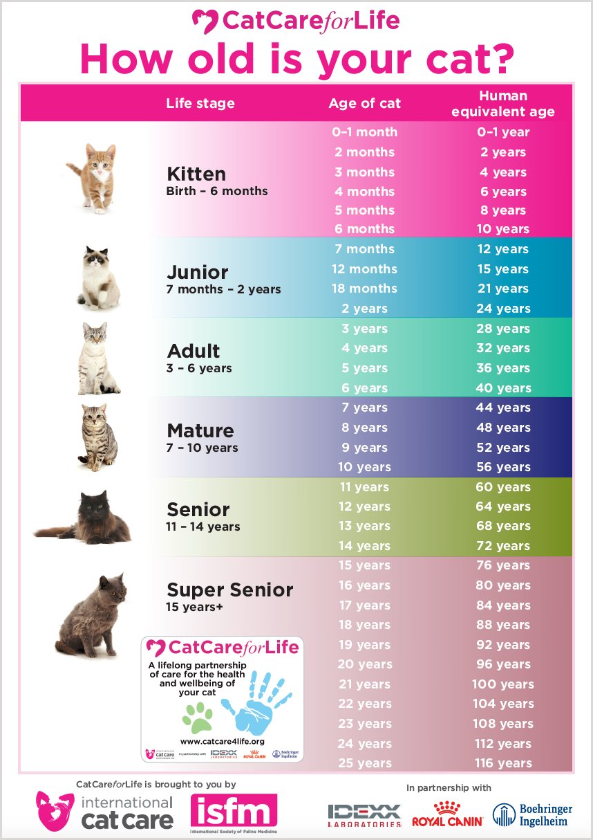 How Old Is Your Cat
