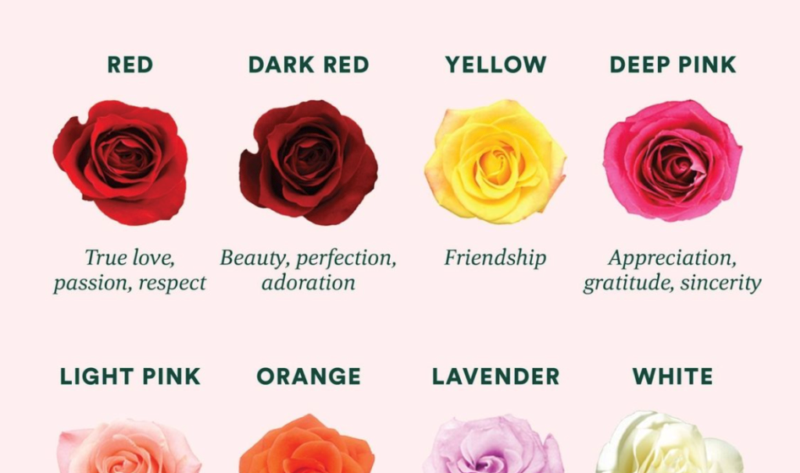 Meaning Of Rose Colors – Barefoot Stiletto