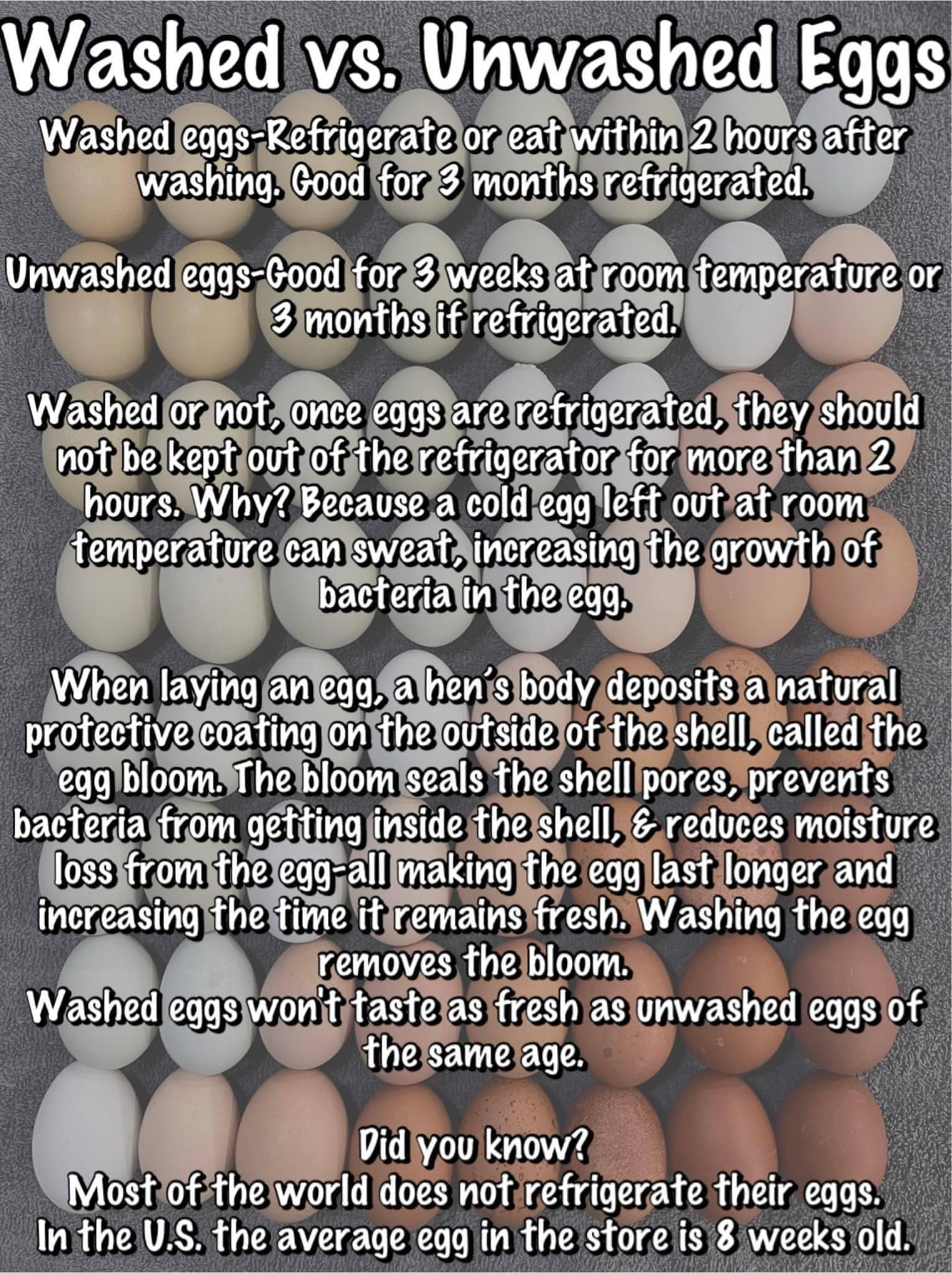 Washed vs Unwashed Eggs