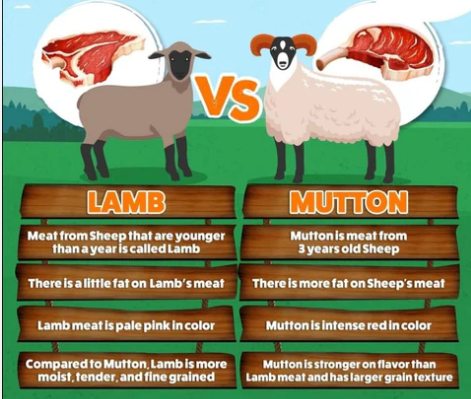 Discover the Difference Between Mutton and Lamb